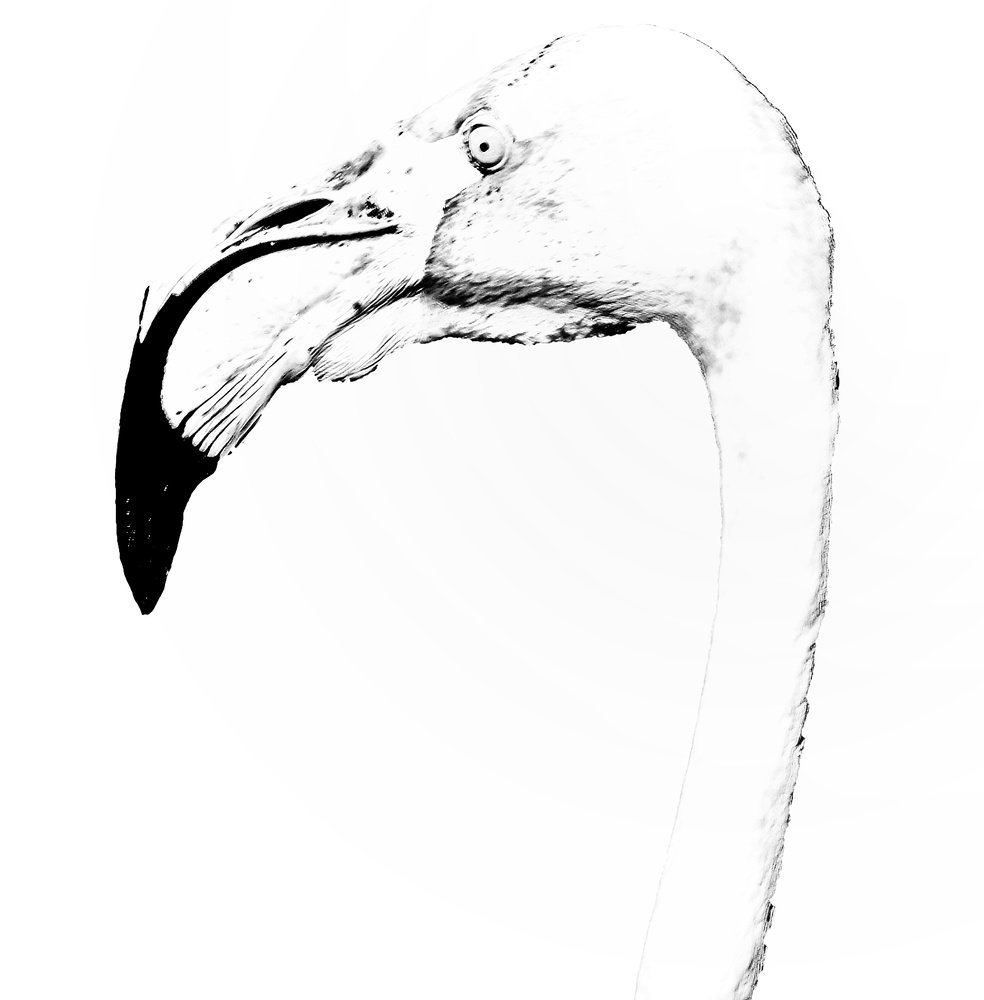 Photograph by Ahmed Saad