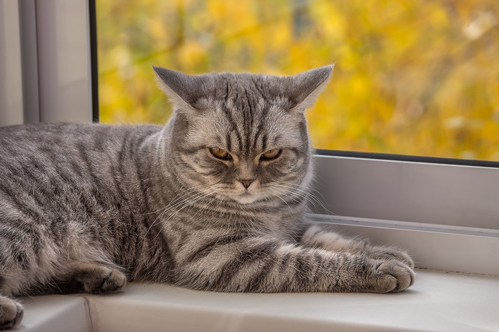 Фотография автора Андрей Ткаченко