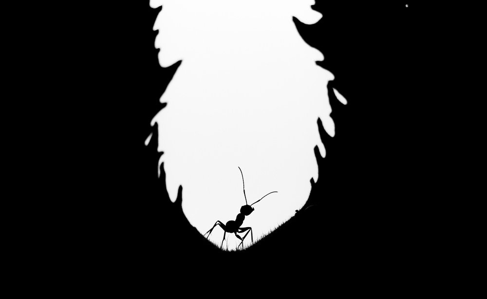 Photograph by Bistupada Mondal