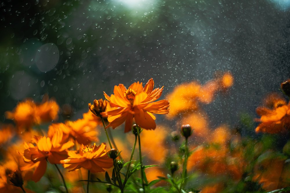 Photograph by Наталья Лещинская