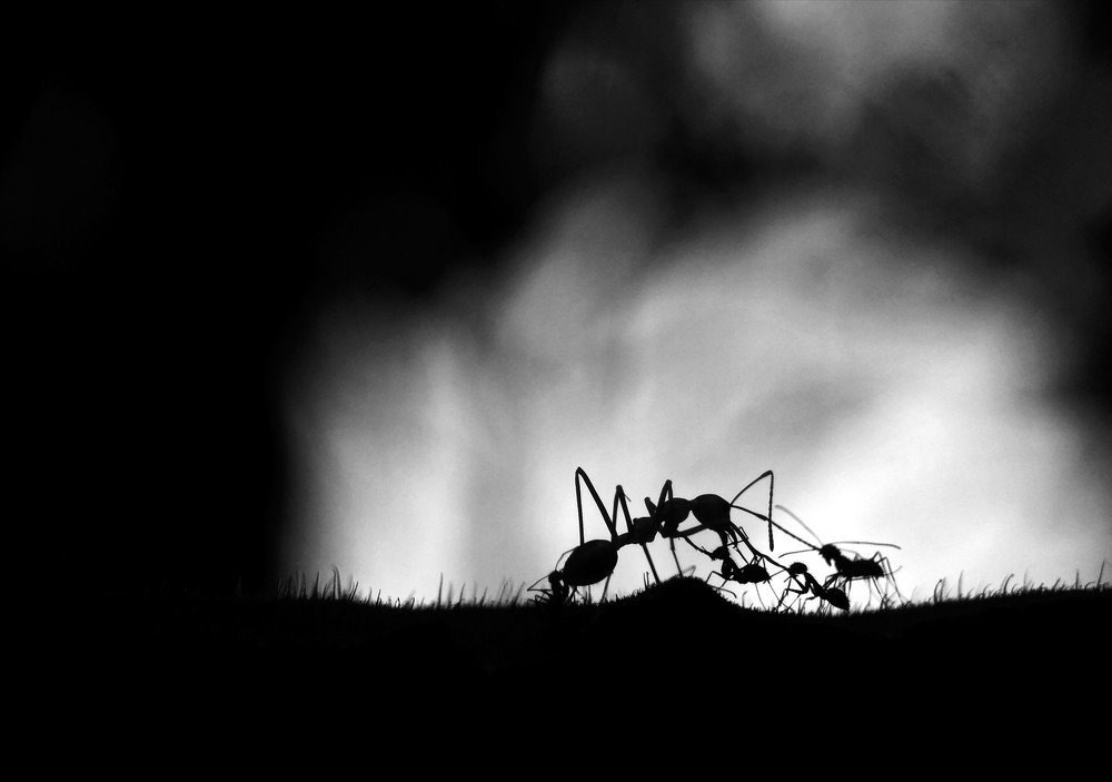 Photograph by Bistupada Mondal