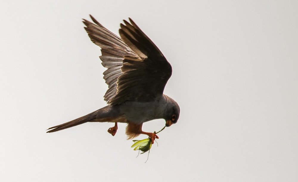 Кобчик с богомолом