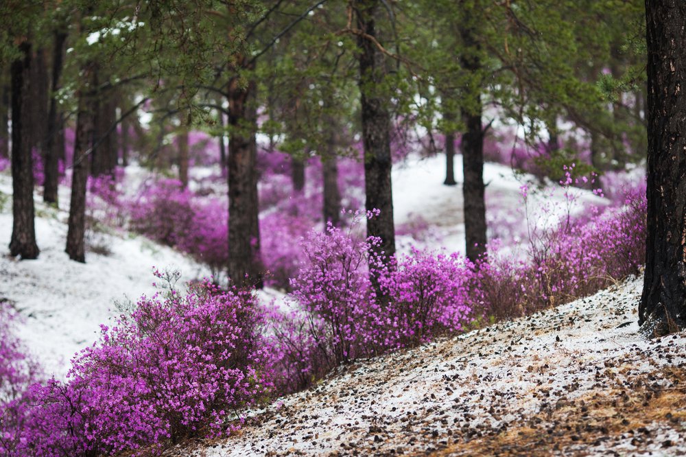 Багульник в снегу