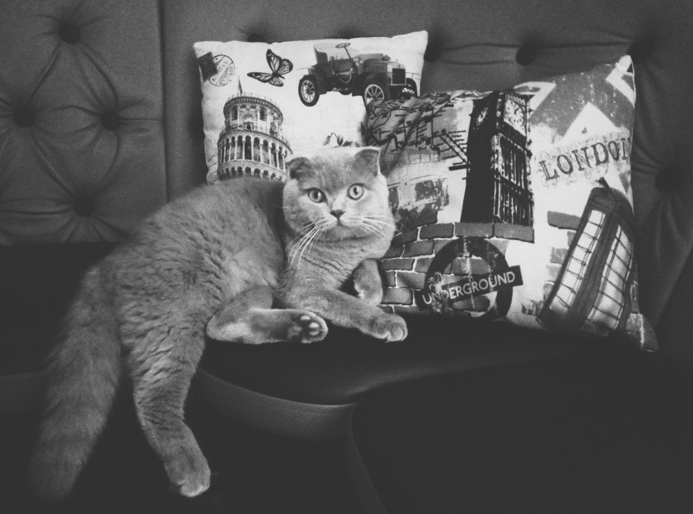 Photo #3525200