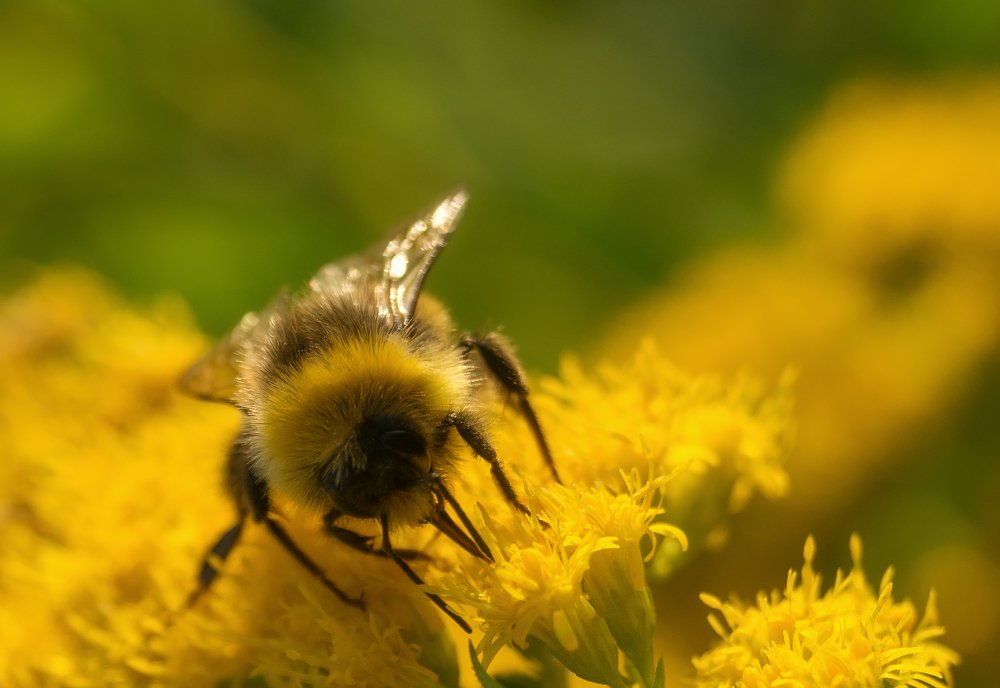 Мохнатый шмель на жёлтых цветах