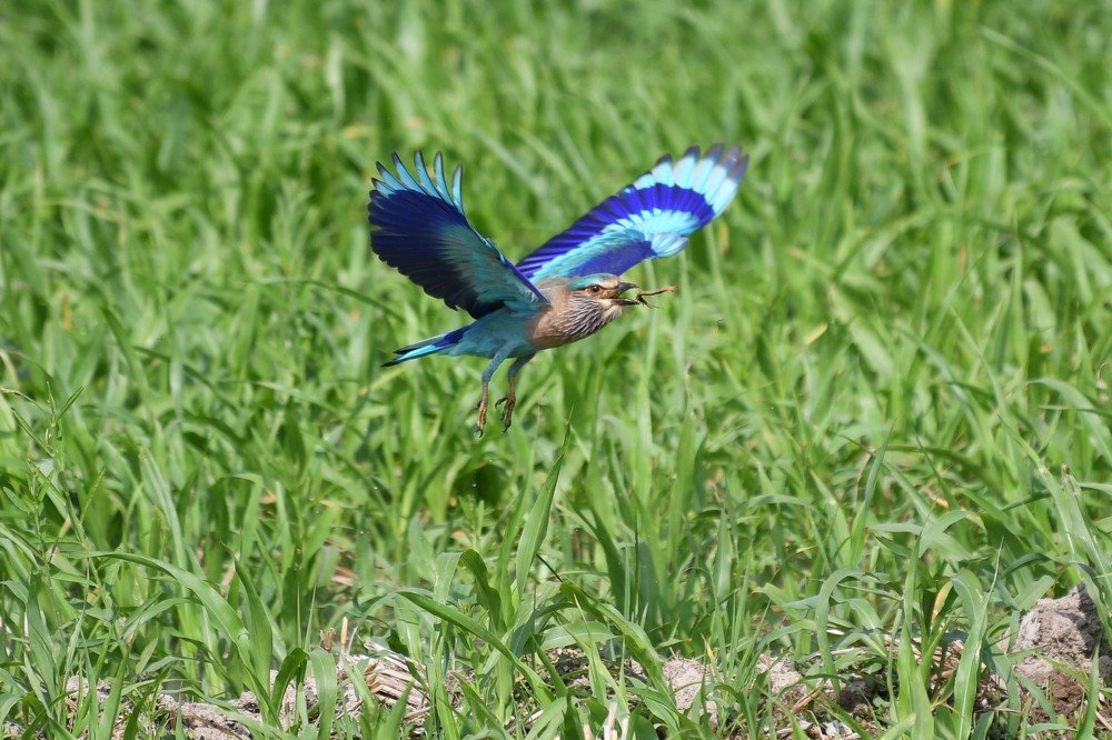 Indian Roller