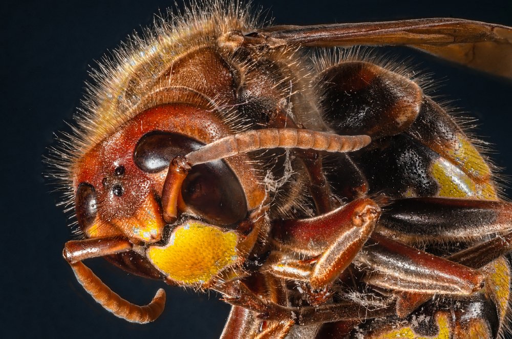 Портрет насекомого