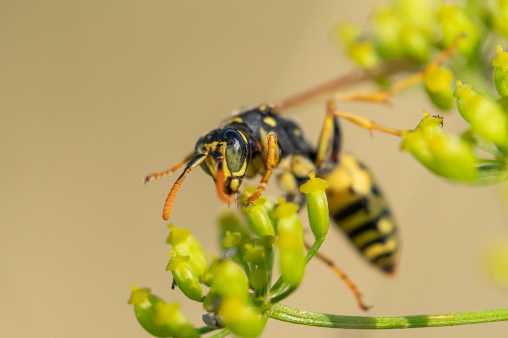 Photograph by Daniel Malinowski
