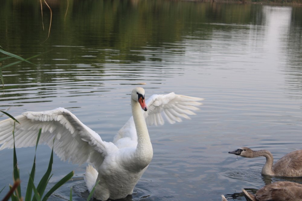 Photograph by Юлия Чурина