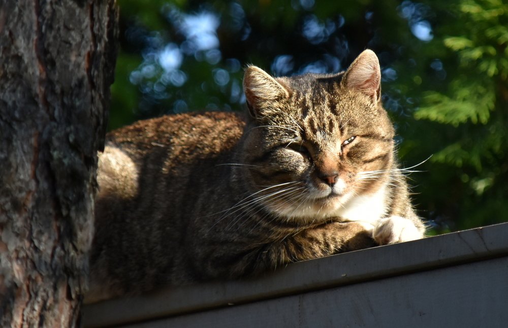 Photograph by Инна Сенкевич