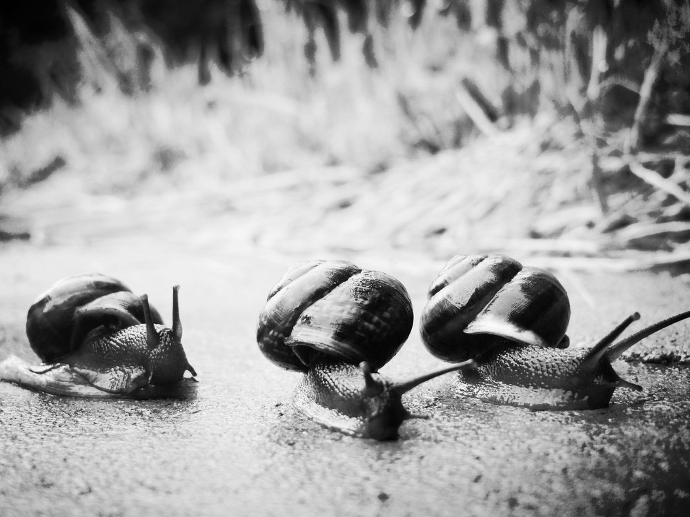 Photograph by Стефанова Татьяна