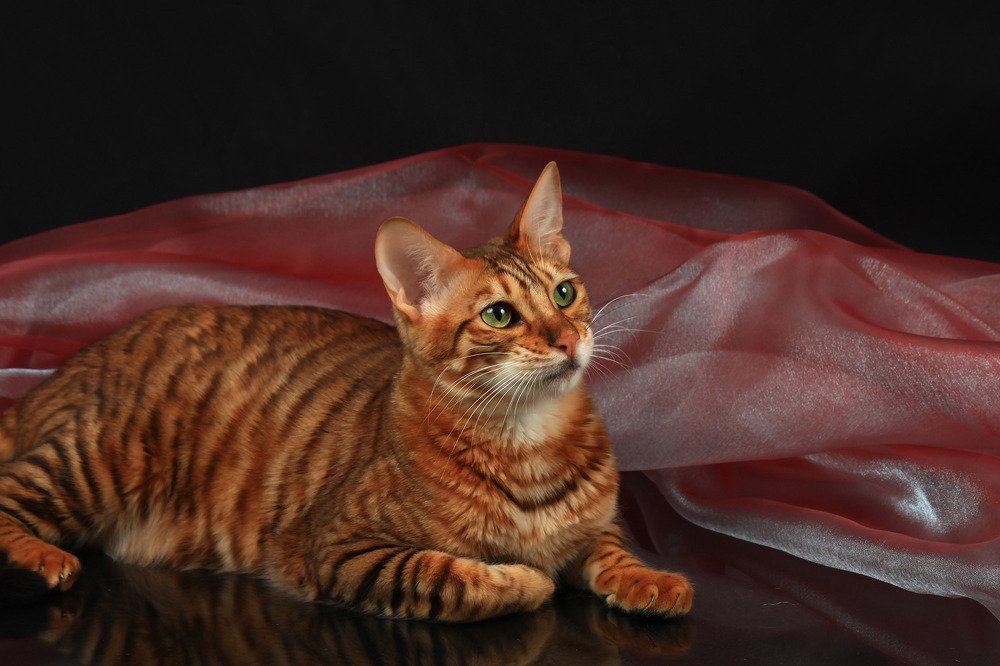 Кот породы тойгер