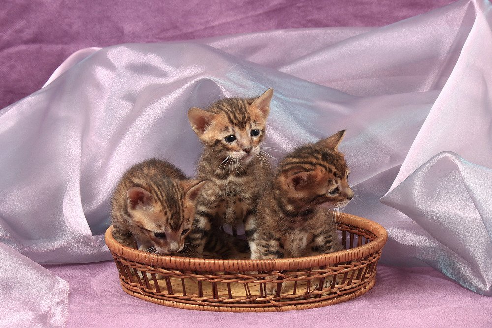 Котята породы тойгер.