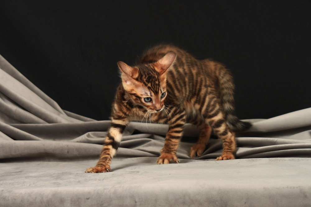 Грозный хищник