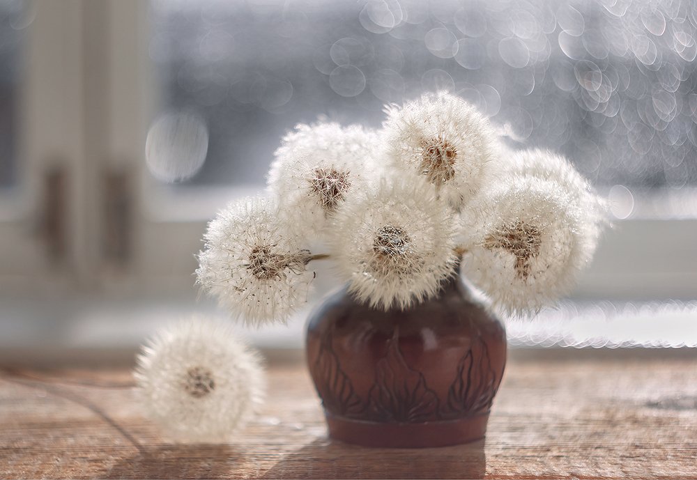 Одуванчики