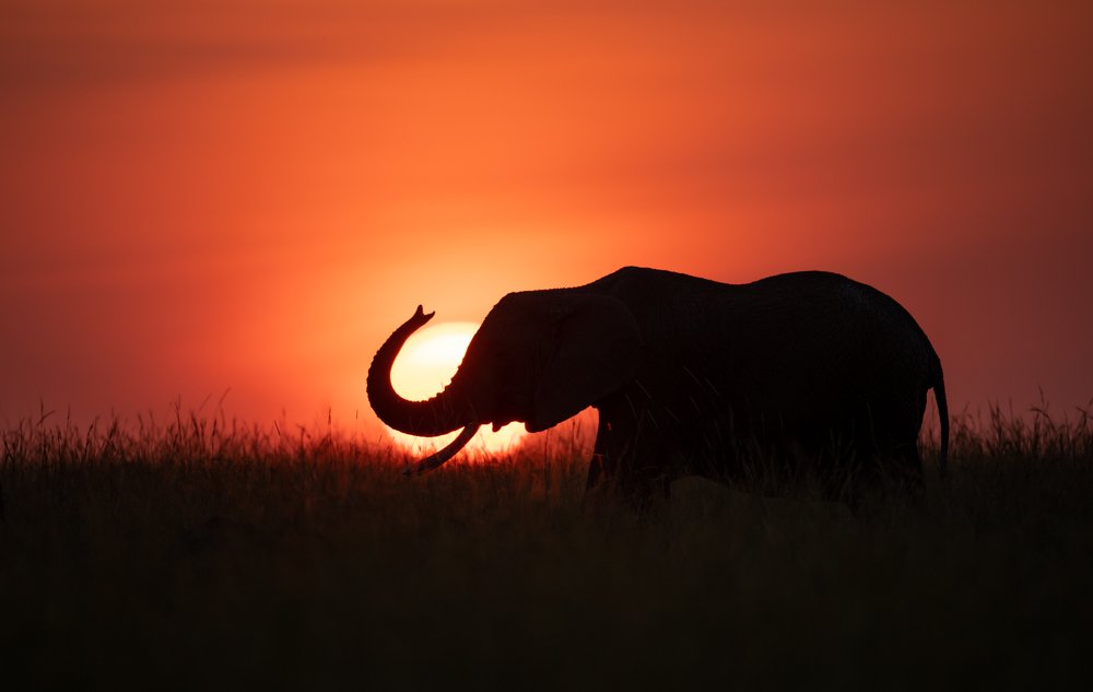 Photograph by Linto John