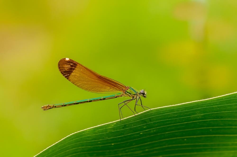 Photograph by António Vieira