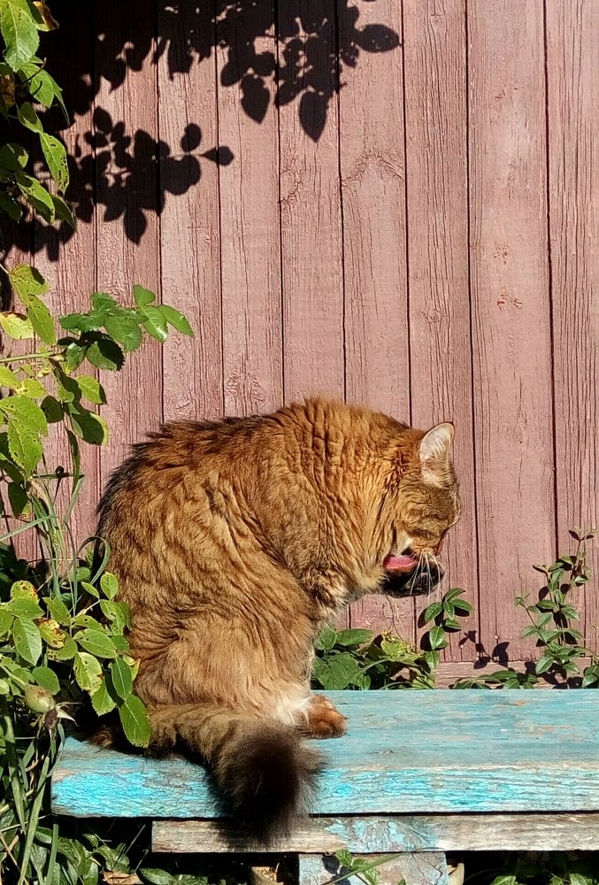 Утренний моцион