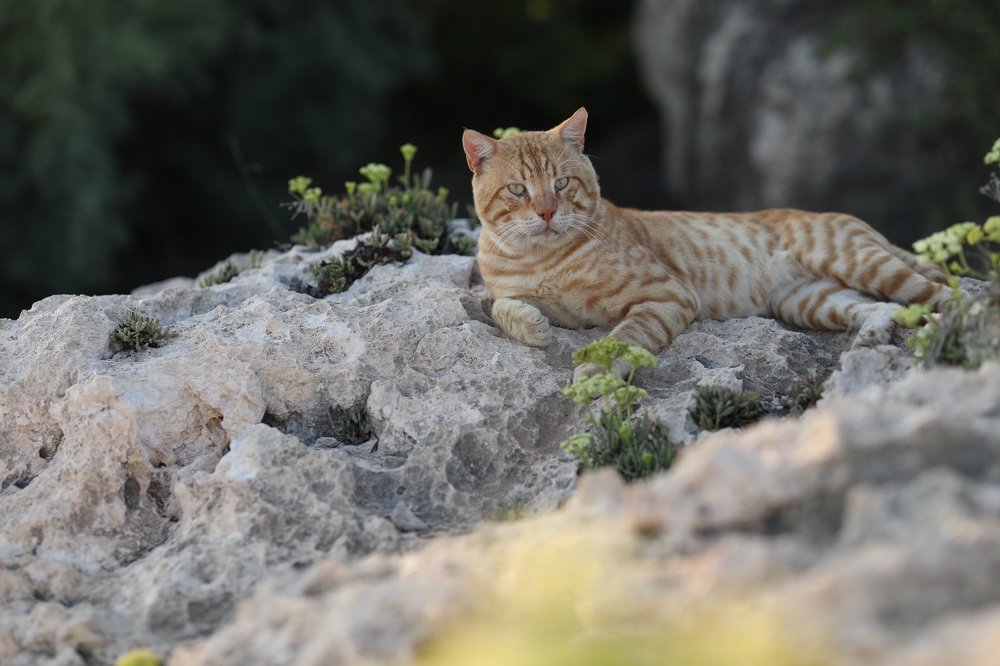 Photograph by Ирина Харичева