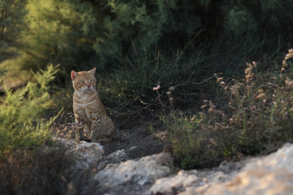Photograph by Ирина Харичева
