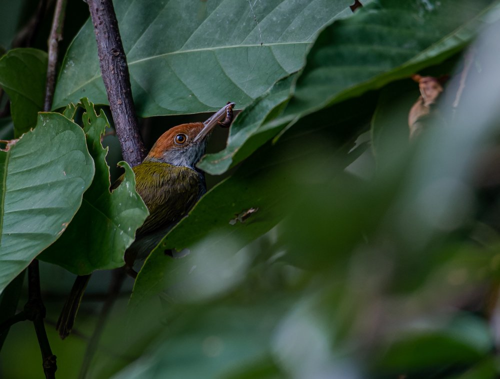 Photograph by Zainol Abiddin Johari