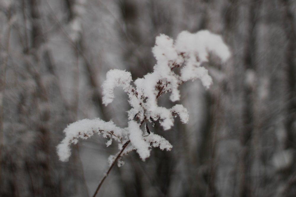 Снежная нежность