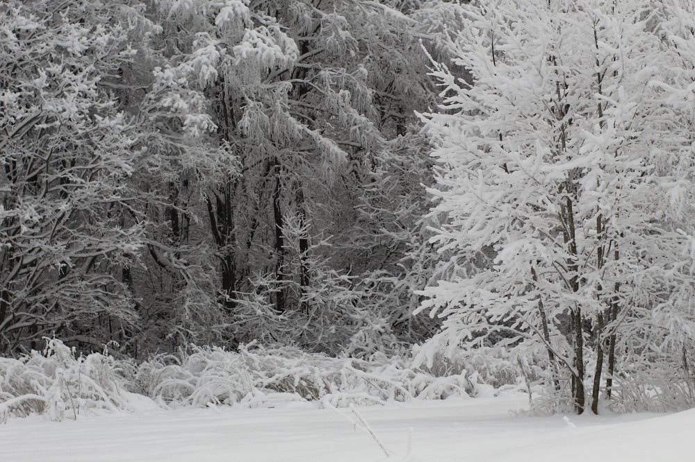 Всё белым-бело