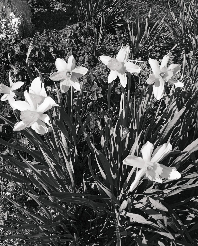 Нарциссы в чёрно-белом стиле