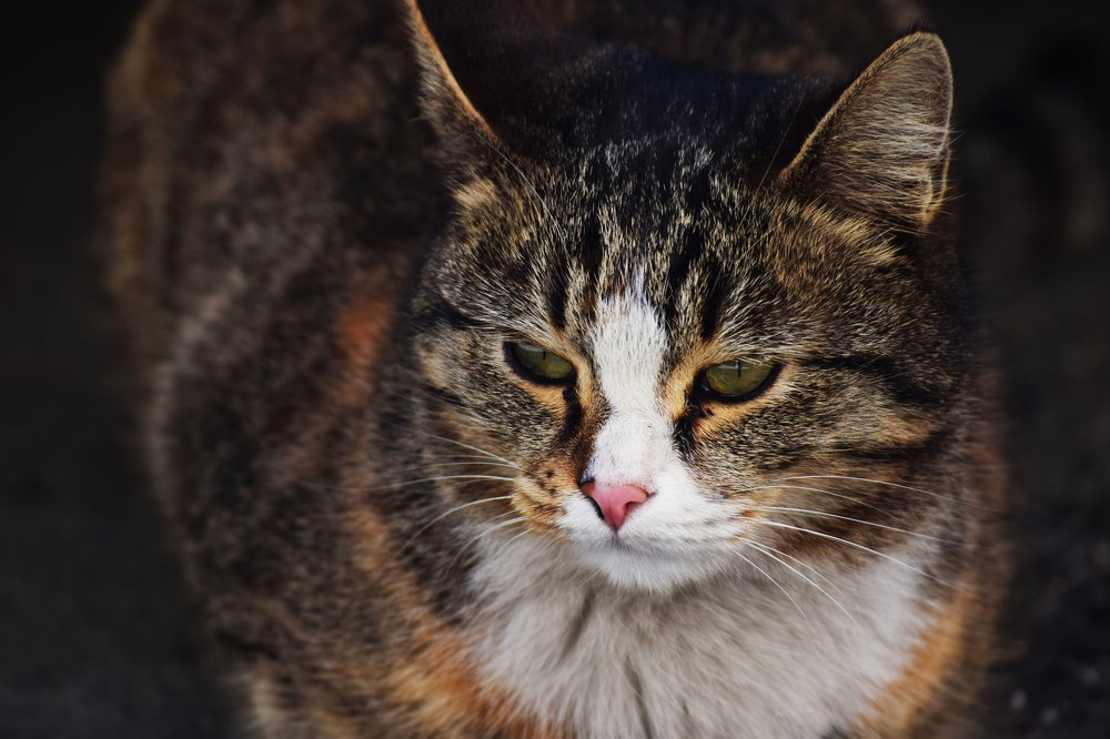 Photograph by Matin Mohammadzadeh