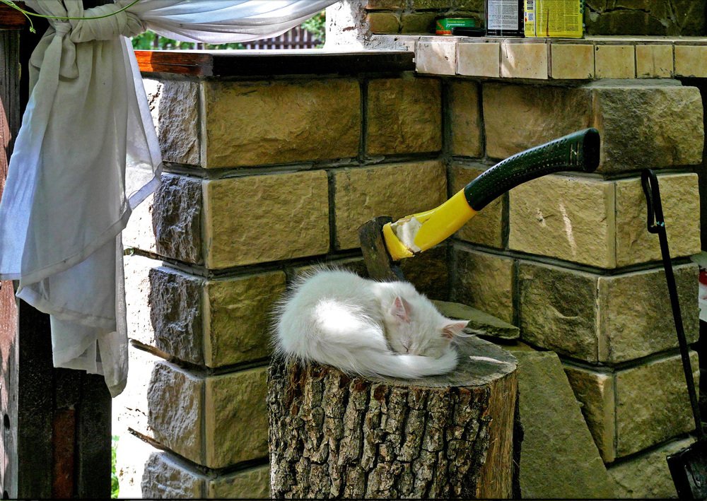 Photograph by Алексей