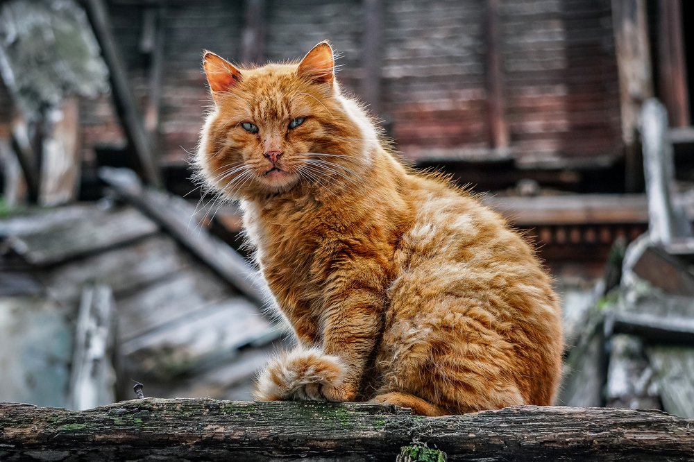 Photograph by Вадим Тихонов