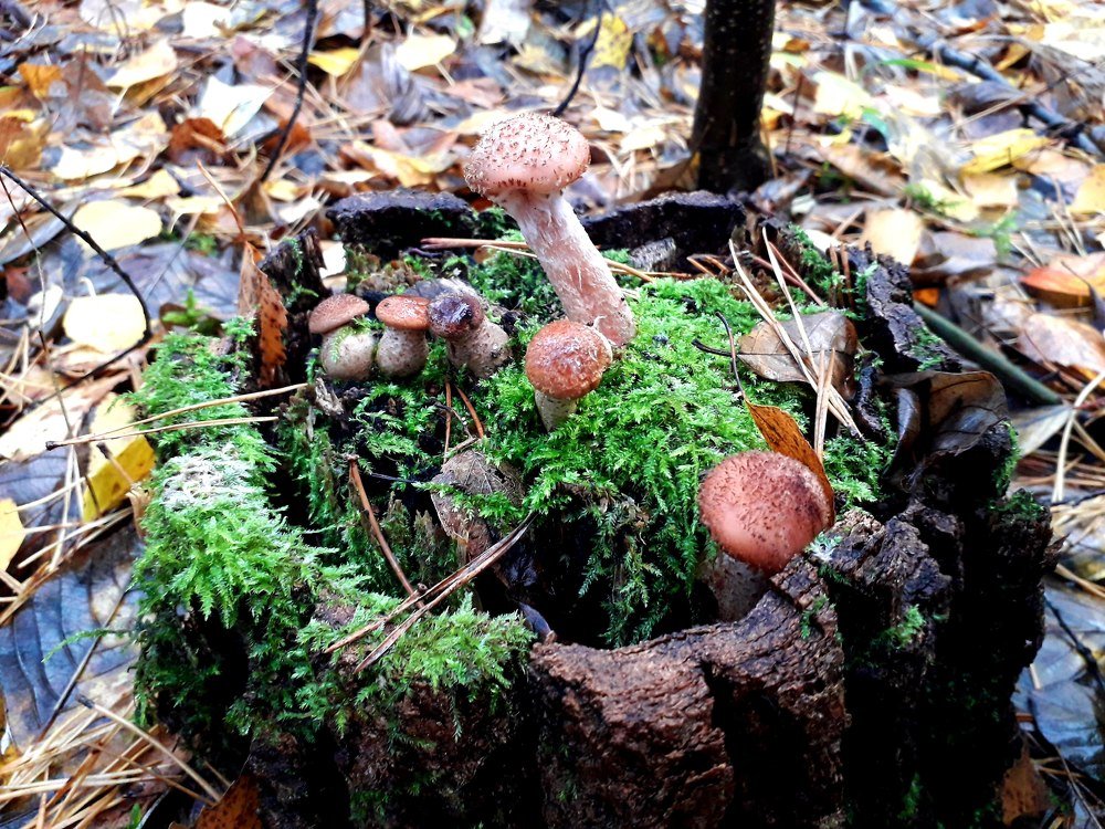 Photograph by Helen Seleznova