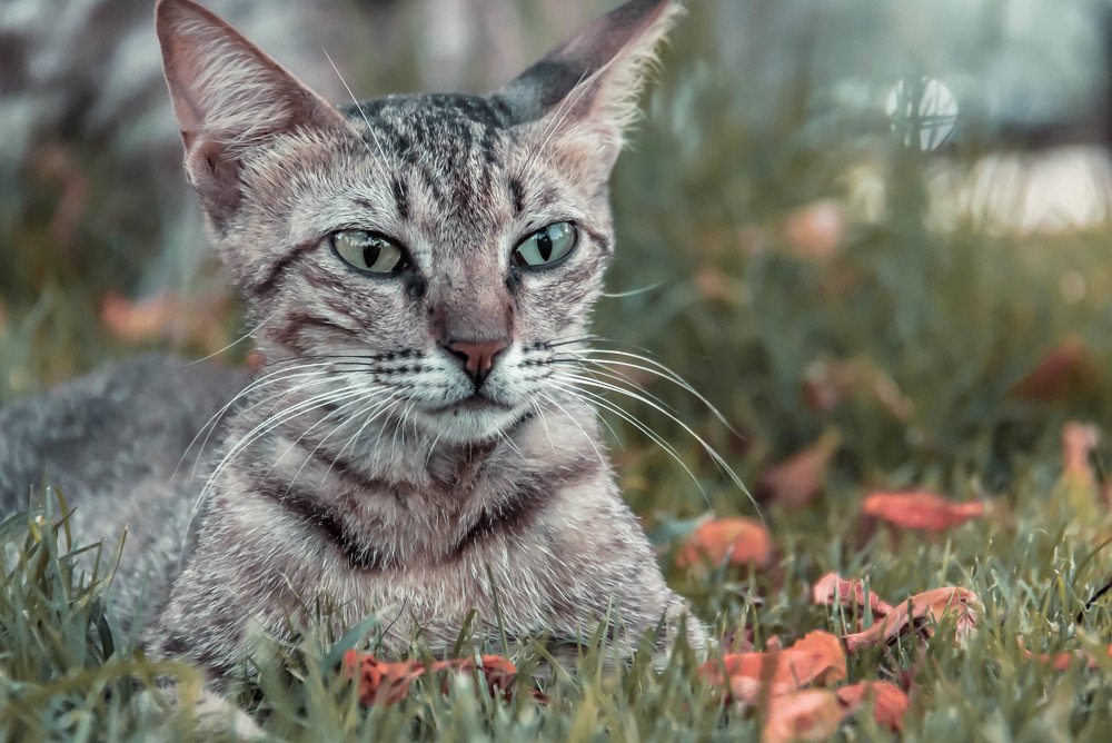 Photograph by Jerome Ralph Ramos