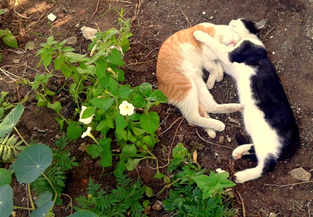 Сладкая парочка