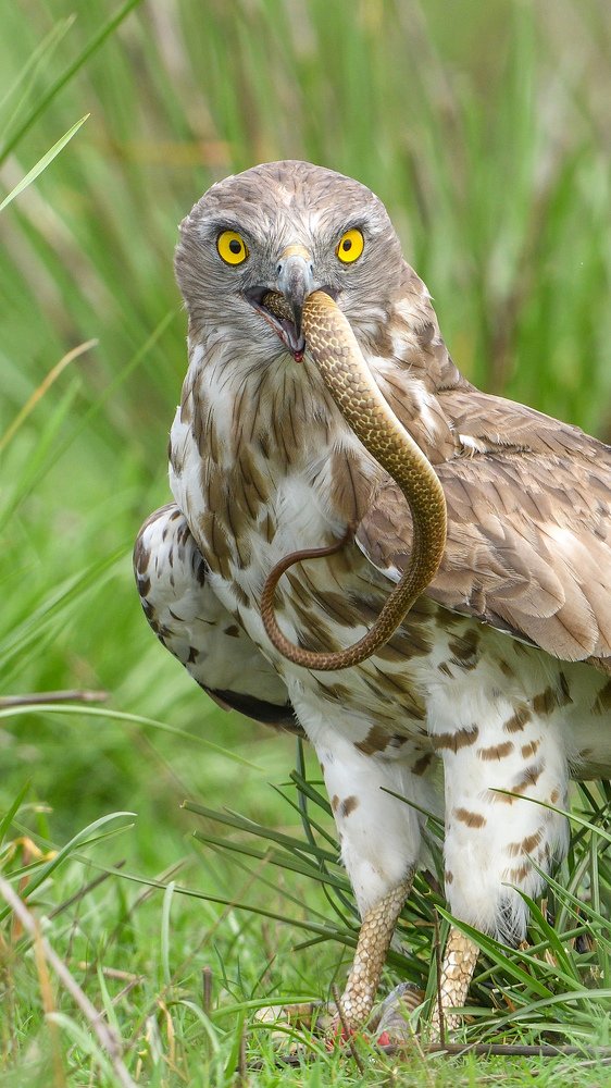 Photograph by gowathaman ganesan