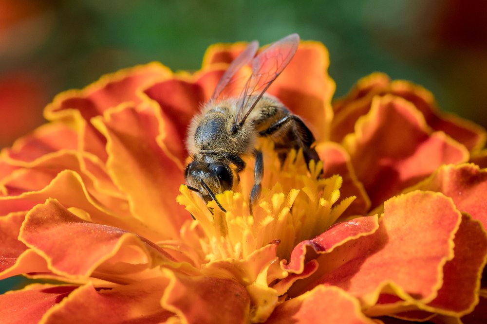 Работа на бархатце...