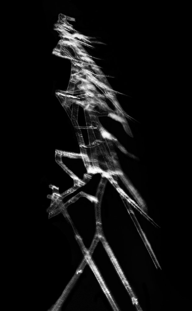 Photograph by Amalesh Saha