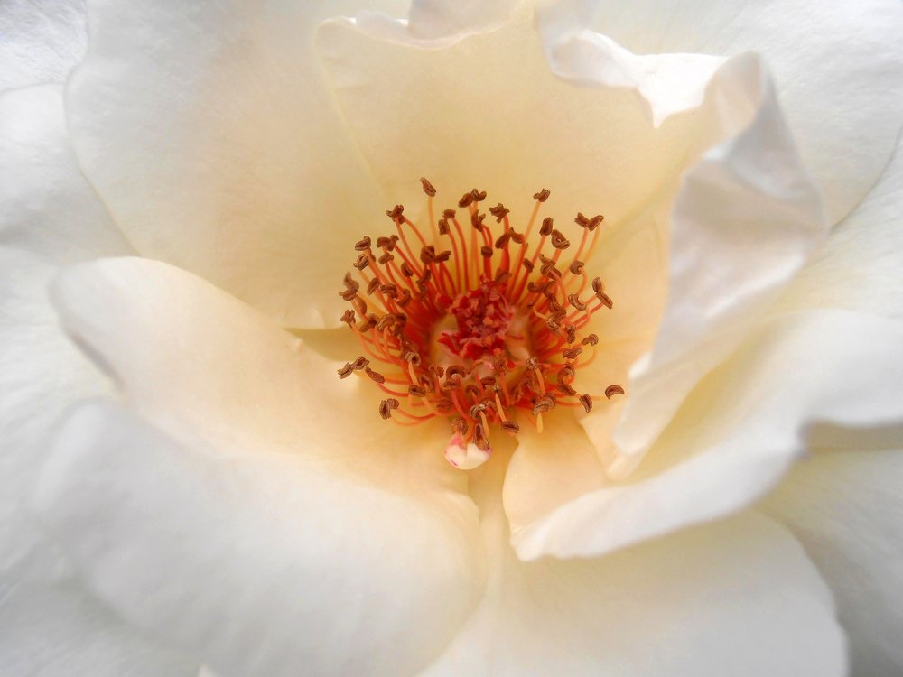White Rose