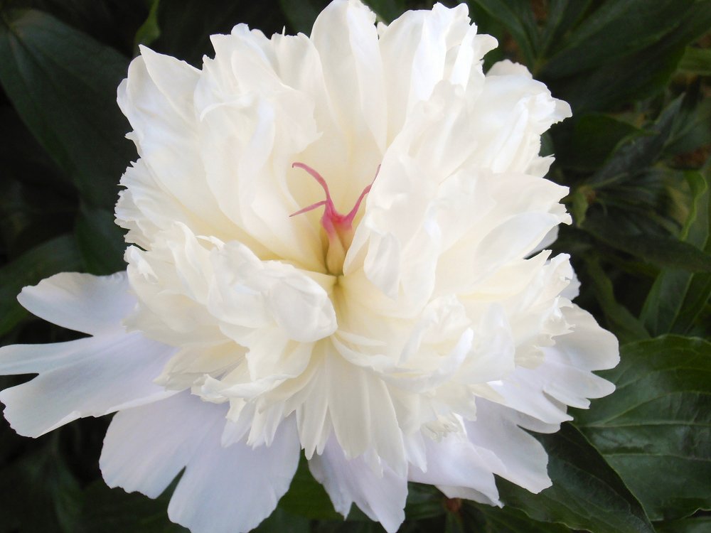 White Peony