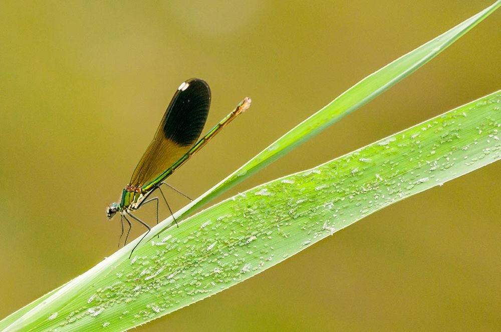 Кто на борт? Вставайте в очередь!