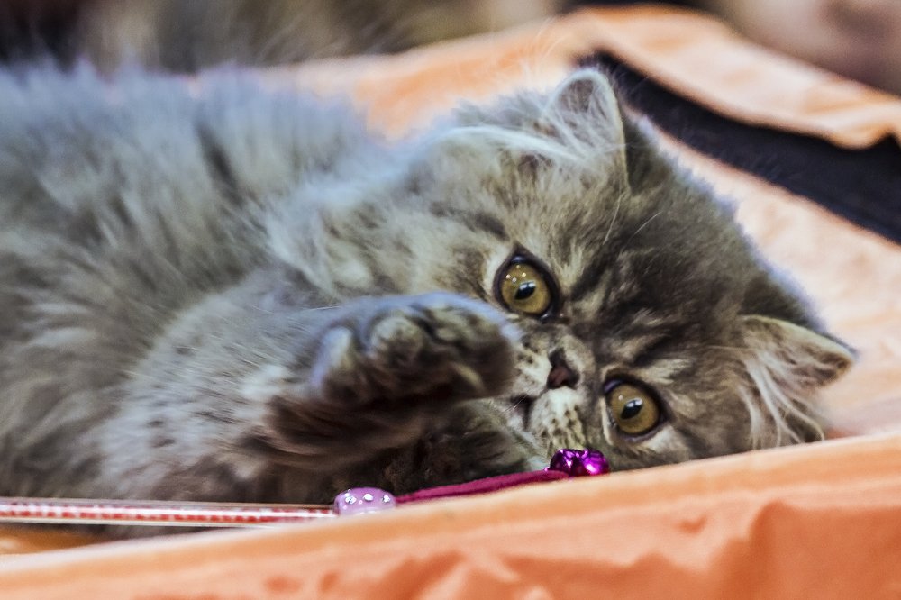 царап-царапыч!