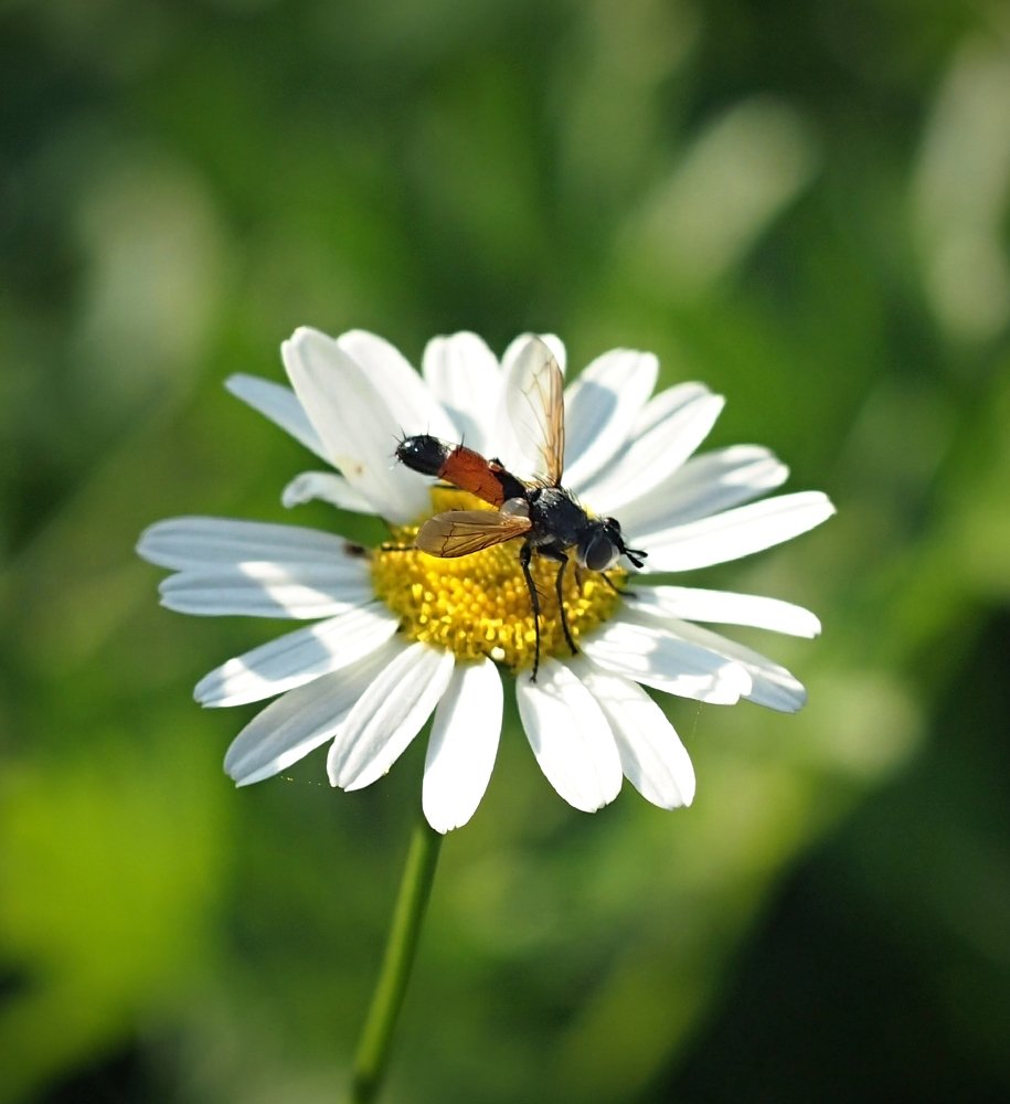 Гелиос -44 белый