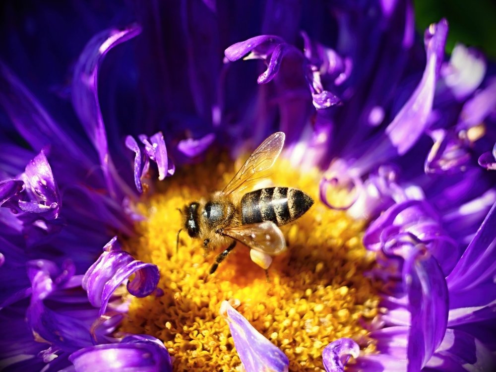 Индустар 3,5/50