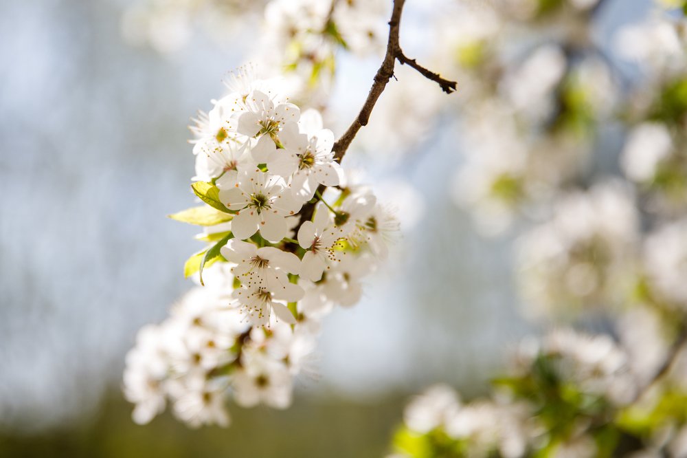 Фотография автора Гудкова Светлана