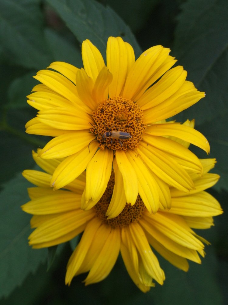 Photograph by Josée Beauchemin