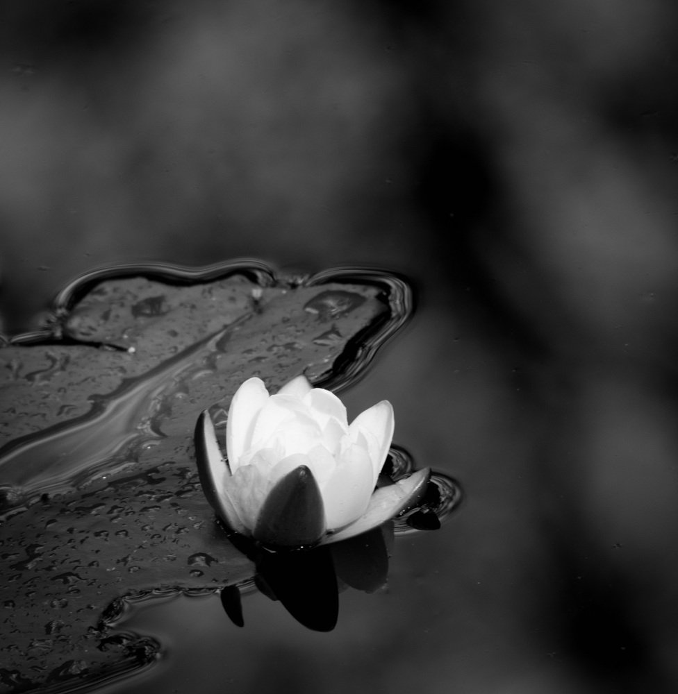 Photograph by Елена Курзина