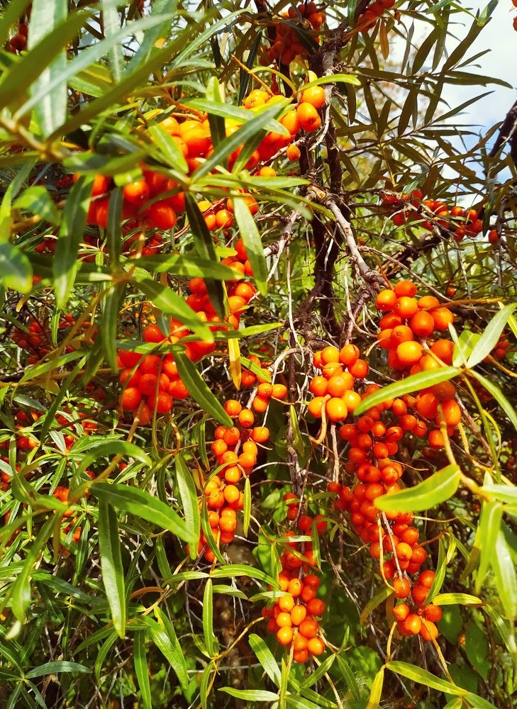 Заросли облепихи