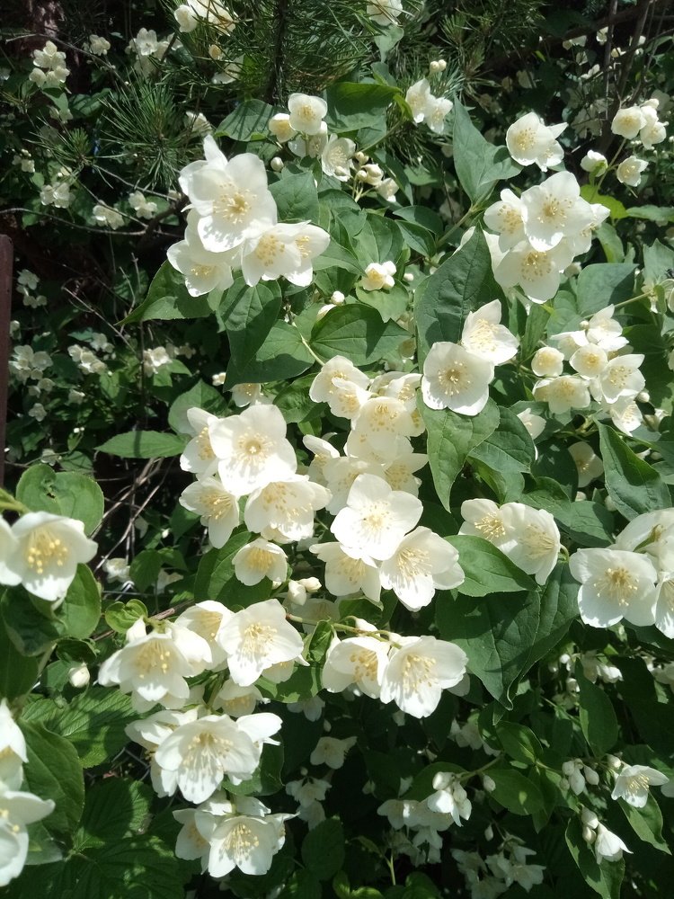 Photograph by нина кутчиева