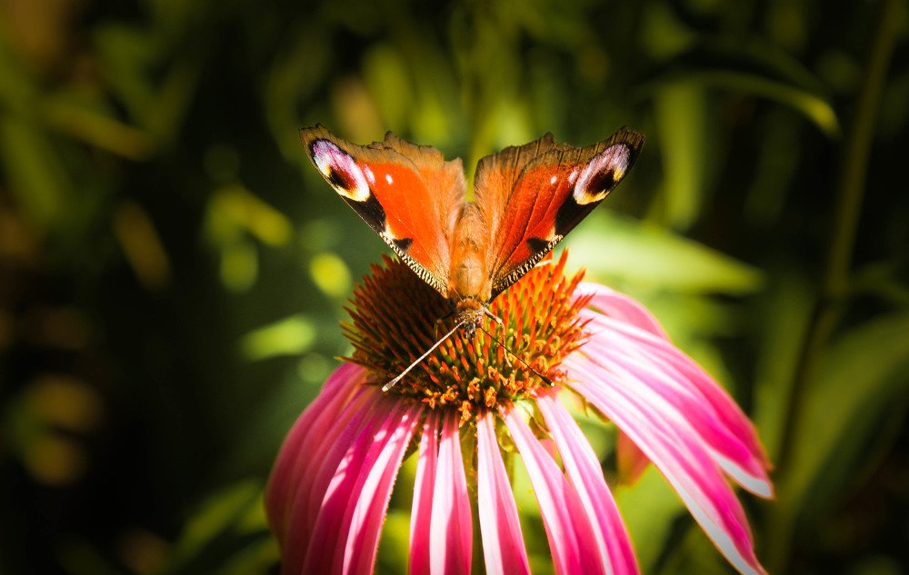 Эти глаза напротив