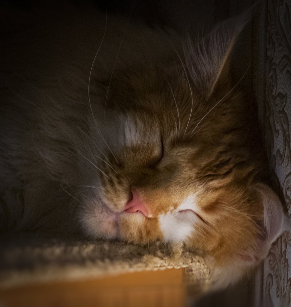 Сон кота Соломона